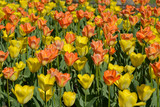 Fototapeta Tulipany - Yellow and orange tulips.