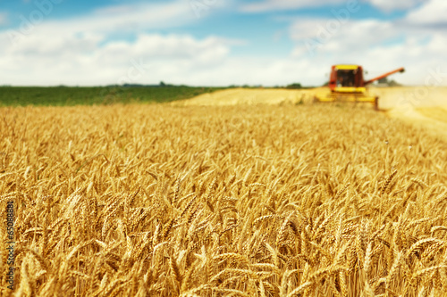 Fotografia  Wheat harvest