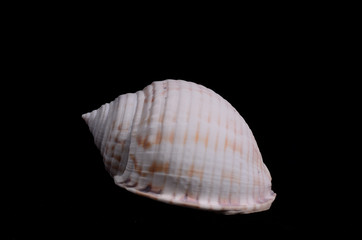 Poster - Scallop Shell Isolated