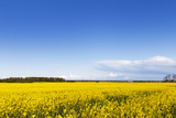 Fototapeta Tęcza - Yellow field.