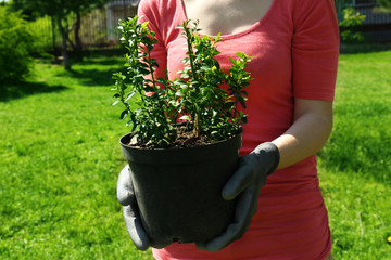 Wall Mural - Gardener planting tree in spring