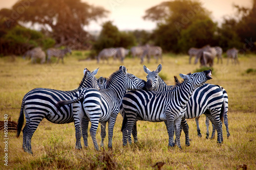 Board z aluminiowym obramowaniem Zebra w Afryce chodzenie na sawannie