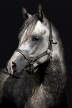 A Head Of A Horse Against A Black Background