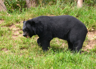 Wall Mural - asiatic black bear