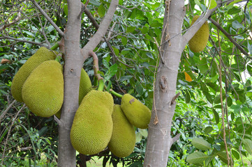 Wall Mural - jack fruits on tree