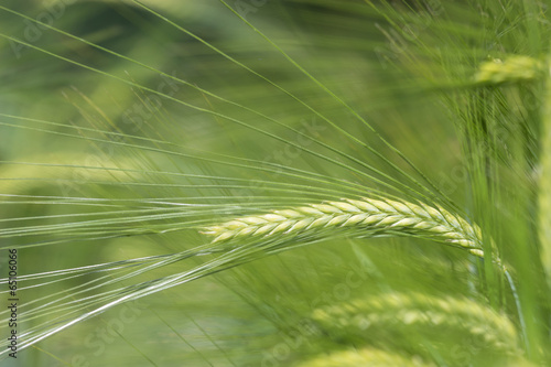 Fotografie, Obraz junge Gerste auf dem Feld in der Landwirtschaft