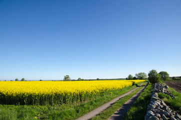 Canola field