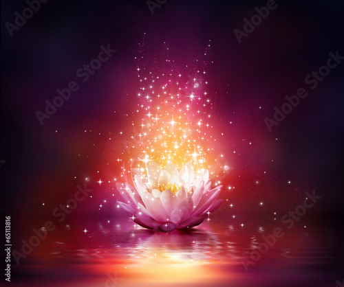 Plakat lotos  magiczny-kwiat-na-wodzie
