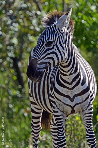 Board z aluminiowym obramowaniem Zebra