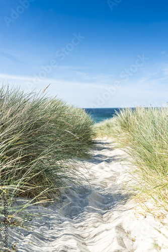 Naklejka na kafelki Dune with beach grass close-up.