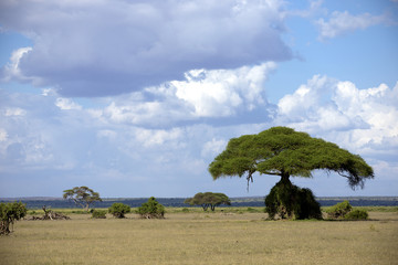 Wall Mural - savannah in kenya