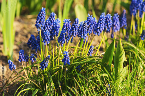 Naklejka samoprzylepna Muscari zaniedbane;