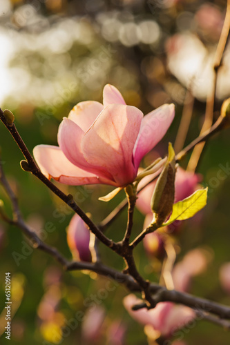 Board z aluminiowym obramowaniem Kwiaty magnolii