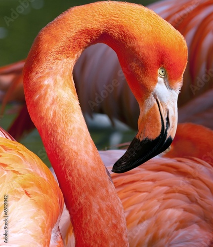 Board z aluminiowym obramowaniem Amerykańskie flamingo - phoenicopterus ruber