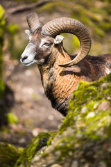 the mouflon (ovis orientalis)