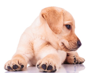 Wall Mural - labrador retriever puppy dog is looking to its side