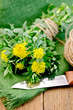 Rhodiola rosea with a knife and coil of rope