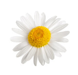 Fototapeta Kwiaty - White daisy