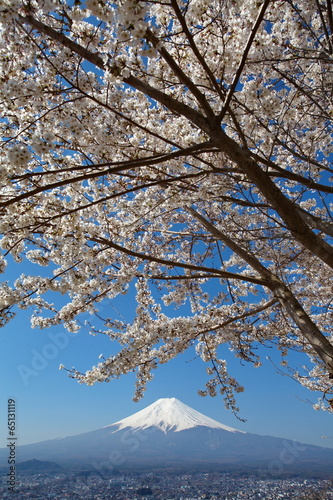 Fotoboard na płycie Góra fuji i kwiat wiśni sakura