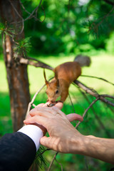 Wall Mural - Hands of groom and bride with squirrel