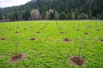 Young tree in apple orchard