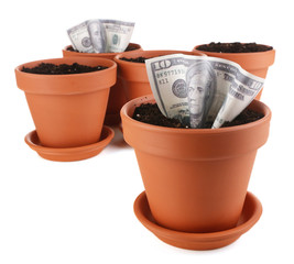 Wall Mural - Business concept: growing money in the flowerpots, isolated