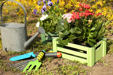 Wall Mural - Gardening concept: beautiful flowers in garden with sun light