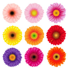 Big Colorful Gerbers Flowers Set