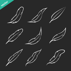 Wall Mural - Vector group of feather