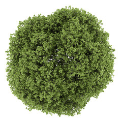 Wall Mural - top view of small-leaved lime tree isolated on white background