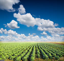 Wall Mural - Cabbage plantation