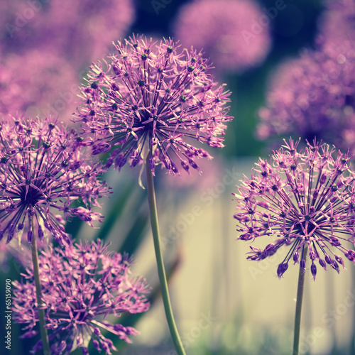 Nowoczesny obraz na płótnie Allium flowers retro look