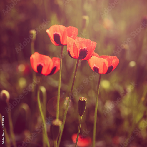 Fotoboard na płycie Poppy kwiaty retro wygląd