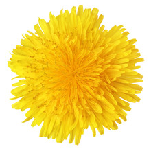 Top View Of Yellow Dandelion Flower Isolated On White