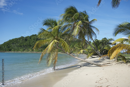 Board z aluminiowym obramowaniem Palm mayreau saint vincent i grenadyny karaibskie 48