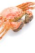 cooked crab on a white background with copy space