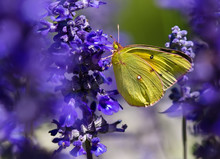 Orange Sulphur (Colias Eurytheme) Butterfly On Salvia Flowers