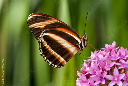 Tapeta ścienna Motyl naprzemienne pomarańczowy (driadula phaetusa) na różowe kwiaty