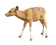 Baby Brown Banteng Isolated On White Background
