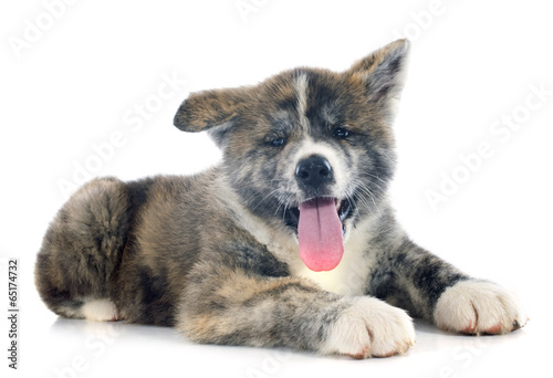 Plakat na papierze fotorealistycznym Szczeniak akita inu