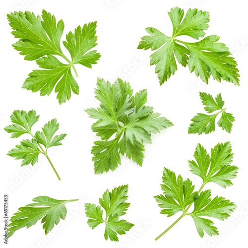 Cuadros en Lienzo Parsley leaves isolated on white background, closeup