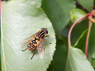 Fly eristalis