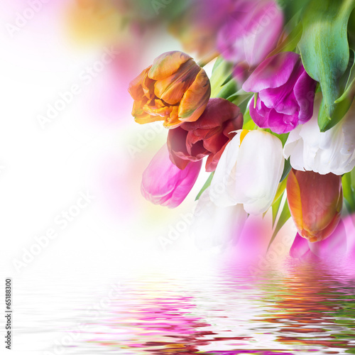 Plakat na papierze fotorealistycznym Czerwone tulipany z zielonej trawie.