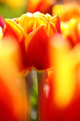 Wall Mural - vivid orange and yellow tulip