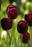 black tulip