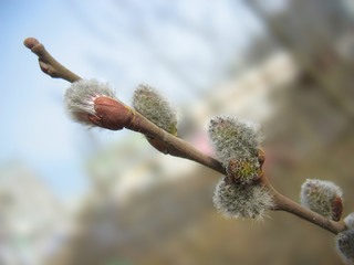 Wall Mural - Spring. Pussy-willow twig with melting buds