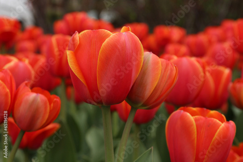 Fotoboard na płycie Wiosna tulipany w pełnym rozkwicie, tulipan festiwalu w ottawa, kanada
