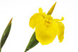 Gelbe Iris, Nahaufnahme