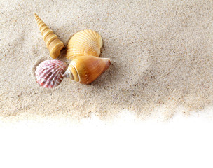 Sea shells on sand. Summer beach background.