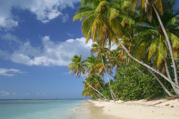 Canvas Print - Caribbean beach